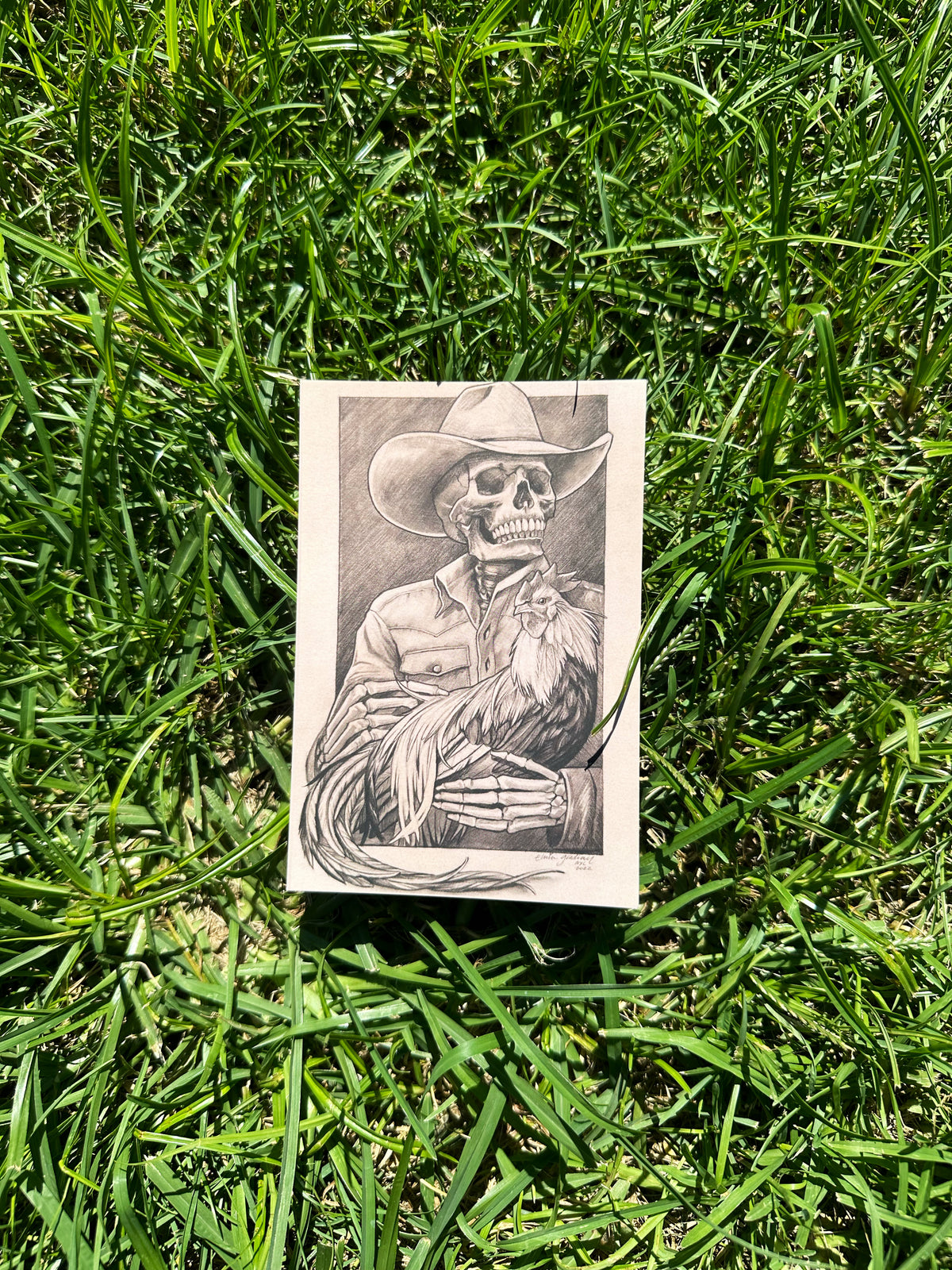 Skull with Rooster Postcard