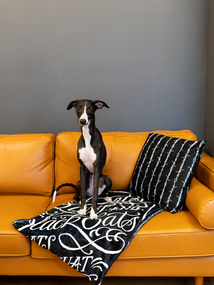 A black blanket with white text and graphic coffin design that reads 'Bats, Rats, and Black Cats - That's What Little Ghouls are Made of'. folded on a modern couch with small dog. 