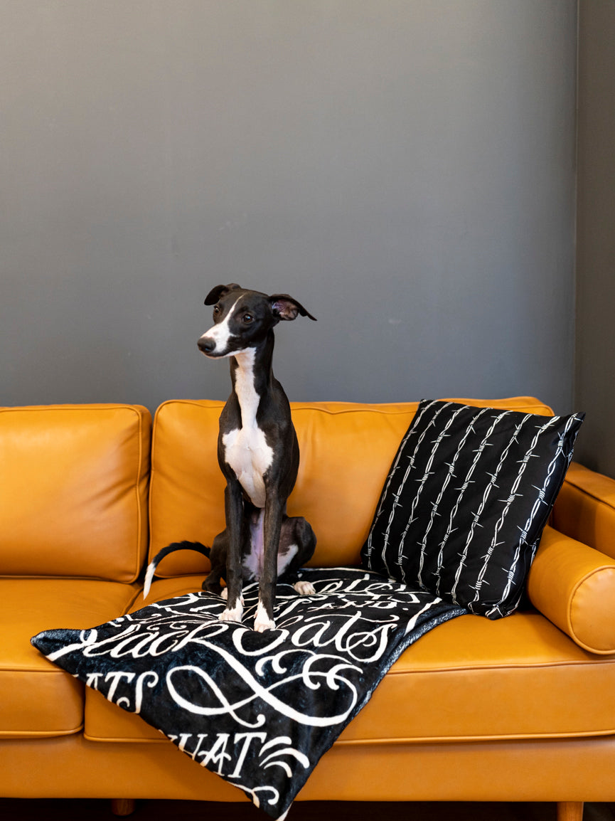 A black blanket with white text and graphic coffin design that reads 'Bats, Rats, and Black Cats - That's What Little Ghouls are Made of'. folded on a modern couch with small dog. 
